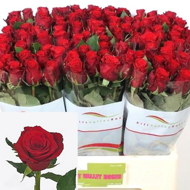 Купить розы от производителя. R gr Red Torch. Розы Эквадор Голландия Кения.